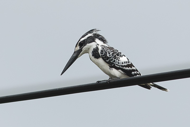 Bonte IJsvogel